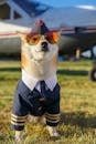 Cute Shiba Inu in pilot costume and sunglasses with an airplane, outdoors.
