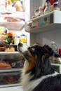 A curious Border Collie dog gazing at the open refrigerator filled with various food items.