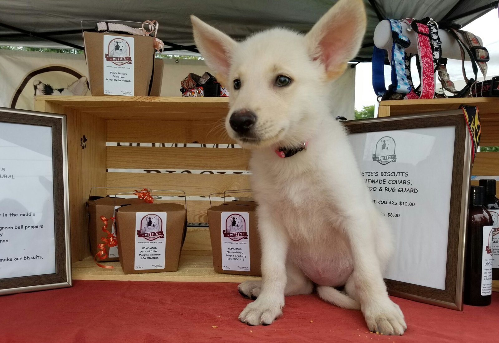 Top 5 Best Dog Treats for Puppies