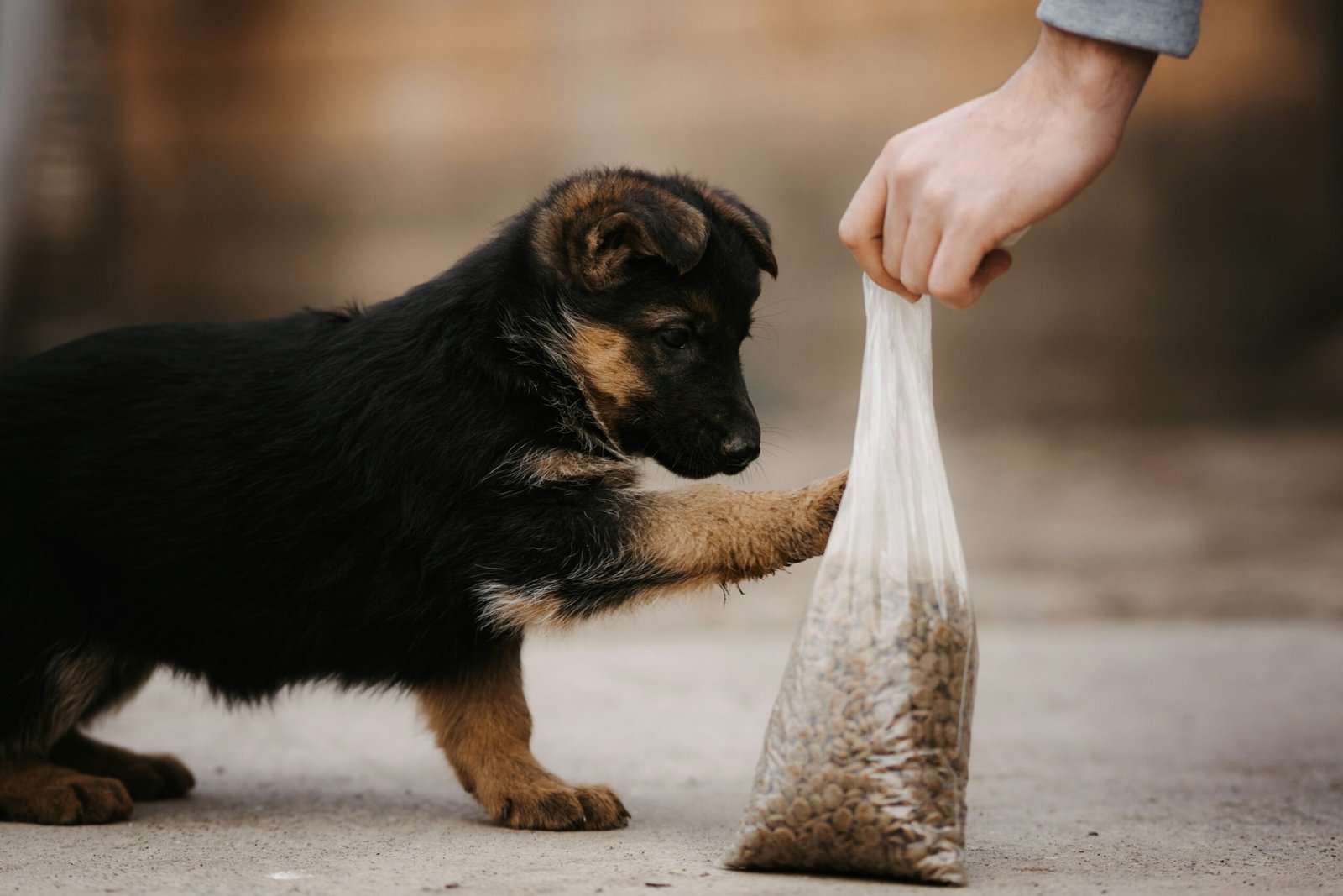 Top 5 Dog Foods for Your Puppy: A Comprehensive Guide