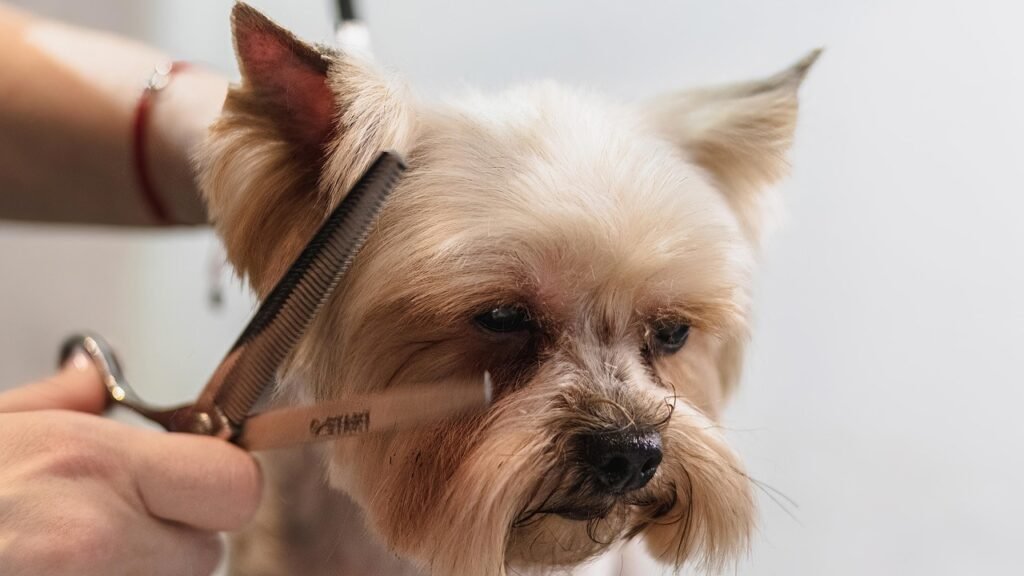 dog, grooming, professional, haircut, animal, pet care, nature, pet, canine, dog haircut, domestic animal