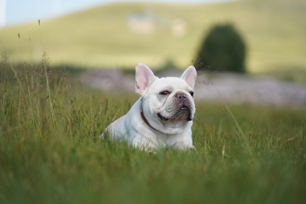 dog, french bulldog, pet, nature, bulldog, canine, friend, breed, animal, mammal