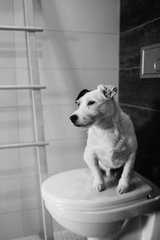 Curious Jack Russell terrier sitting on a toilet in a monochrome bathroom.