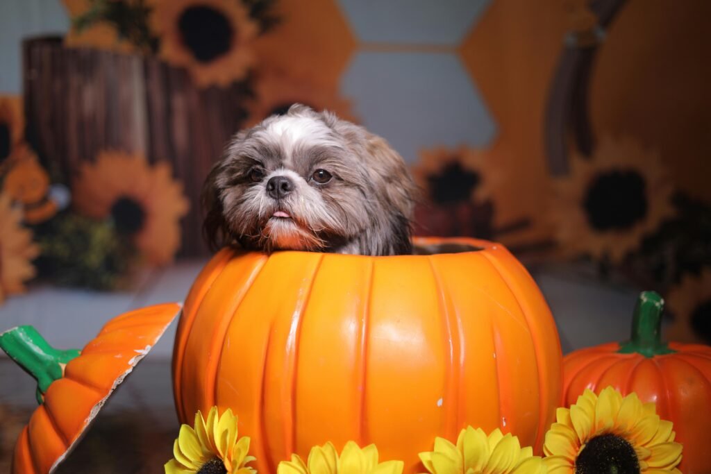 Cute Shih Tzu dog peeping out of a pumpkin surrounded by sunflowers, capturing autumn vibes.